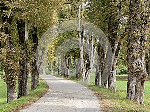 The SneÅ¾nik Castle park - Stari Trg pri Lozu, Slovenia / Park ob gradu SneÅ¾nik ali Grajski park SneÅ¾nik - Stari Trg pri LoÅ¾u