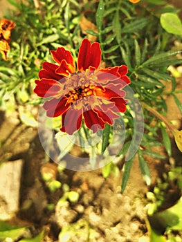 Sngle flower Red marigold in garden.