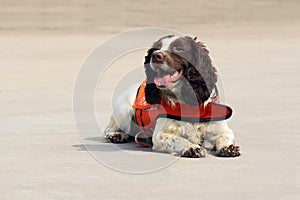Sniffer dog