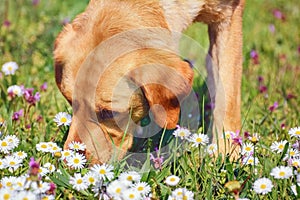 Sniffing Dog