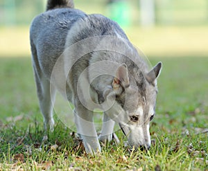 Sniffing dog