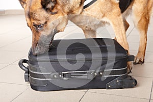 Sniffing dog chceking luggage photo