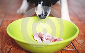 The Sniffing Dog. Cute Black and White Border Collie have a Raw Meat in Green Bowl.