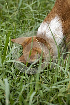 Sniffing dog, searching for something in the grass