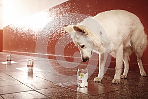 Sniffing of evidence of human odor traces on location by dog photo