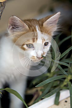 Sniffing the grass!