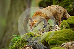 Sniffing red fox on the rocks in the green forest.