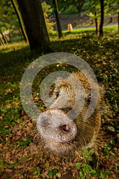 Sniffing wild boar snout from closeup in colorful forest