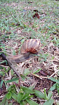 Snail on the grass