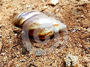 Snail shell in sand photo