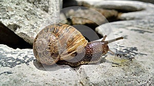 Snile shell winkle