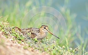 Snipe bird in a field