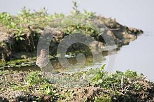 Snipe birds