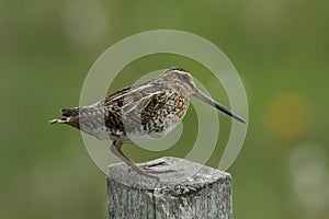 A Snipe (Gallinago gallinago).