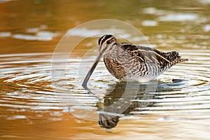 Snipe Gallinago gallinago in the water in a beautiful light