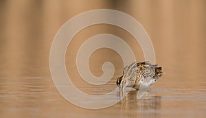 Snipe in shallow waters