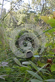 Sniper in the forest as silent warrior