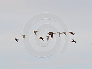 Snipes in flight