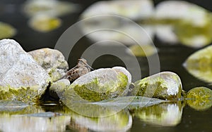 Snipes hidden among the rocks