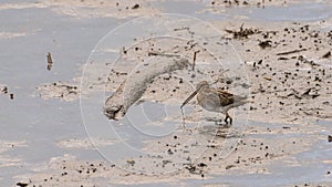 Snipes looking for food in the swamp sand