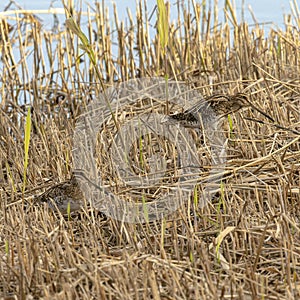 Snipes in the reeds surrounded by a body of water