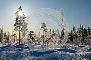 Sno cowered landscape and a blue sky with sun behind a pine-tree