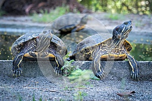 Snobbish Turtles