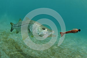 Snook fish chasing lure in ocean