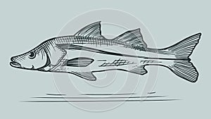 Snook fish drawing clip art