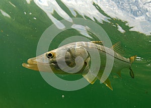 Snook fish underwater
