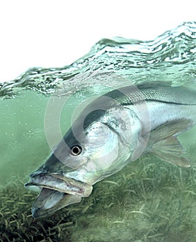 Snook fish searching shallows for food