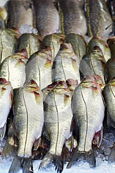 Snook or robalo exposed in fish market