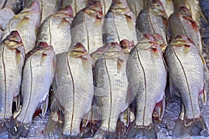 Snook or robalo exposed in fish market photo