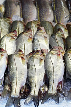 Snook or robalo exposed in fish market photo