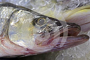 Snook or robalo exposed in fish market photo