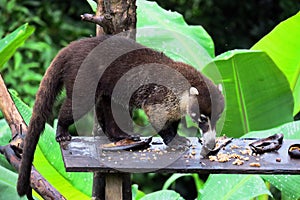 Snookum Bear. Costa Rica jungles wildlife.