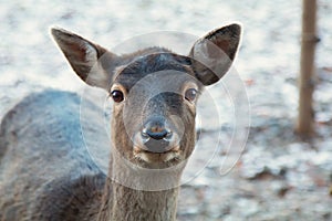 Snoopy deer doe in winter