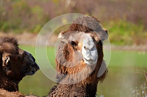 Snooty Bactrian Camel