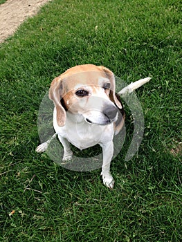 Snooty Irritated Beagle