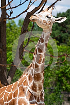 The Snooty Young Giraffe