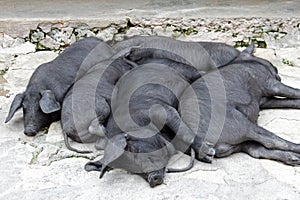 Snoozing Bunch of Black Iberian Pigs photo