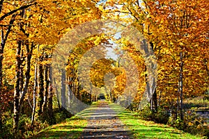 Snoqualmie Valley multi use trail lined by trees in fall colors