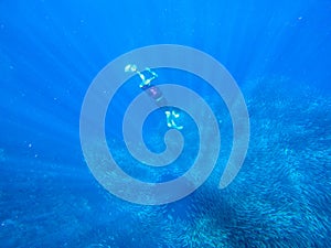Snorkel dive to sardine school. Huge colony of pelagic fish. Open water of tropical sea. Freediver make photo underwater