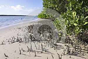 Snorkel roots of black mangroves in Florida