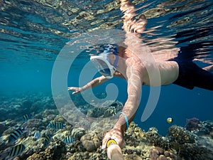 Snorkel swim in shallow water with coral fish, Red Sea, Egypt