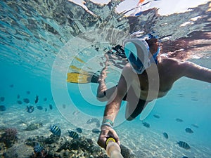 Snorkel swim in shallow water with coral fish, Red Sea, Egypt