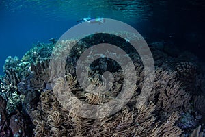 Snorkeler and Reef in Raja Ampat