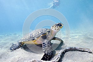 A Snorkeler watches a Hawksbill Turtle From A Distance While Snorkeling in Curacao