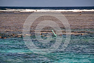 Snorkelers along Queensland Coral Reef, Port Douglas