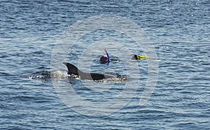 Snorkelers with dolphin in tropical sea